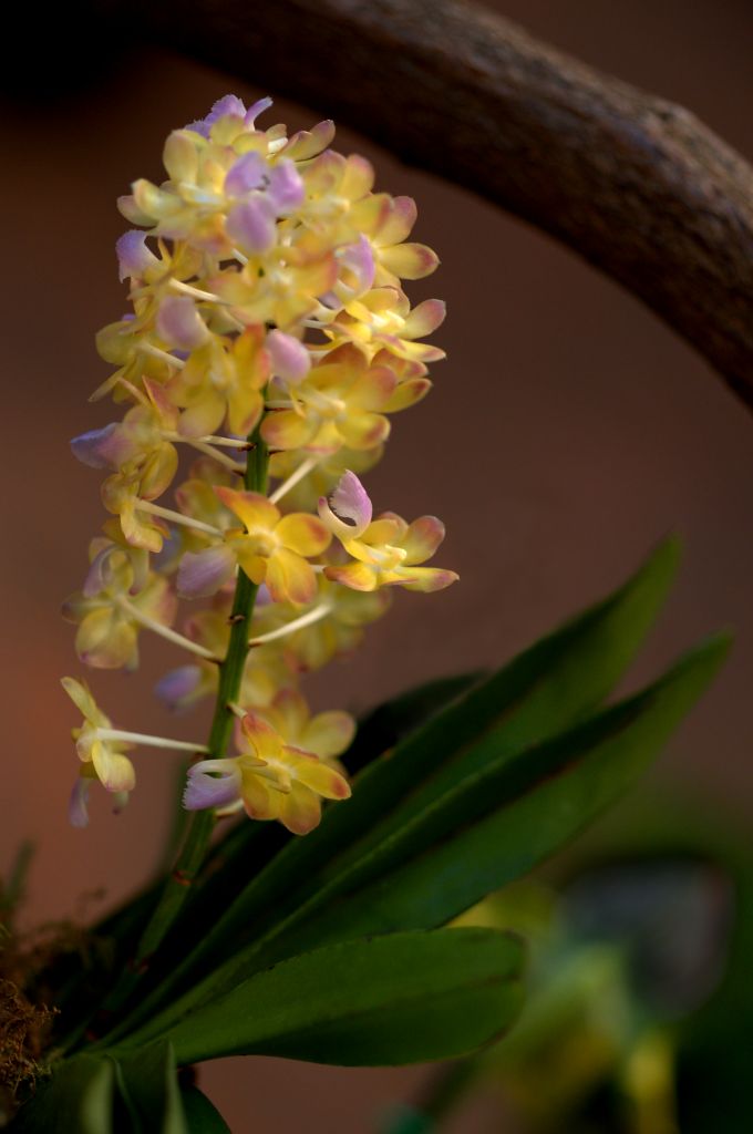 150222 orchidcm.jpg