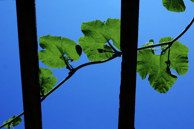 130714 spmelonbs.jpg