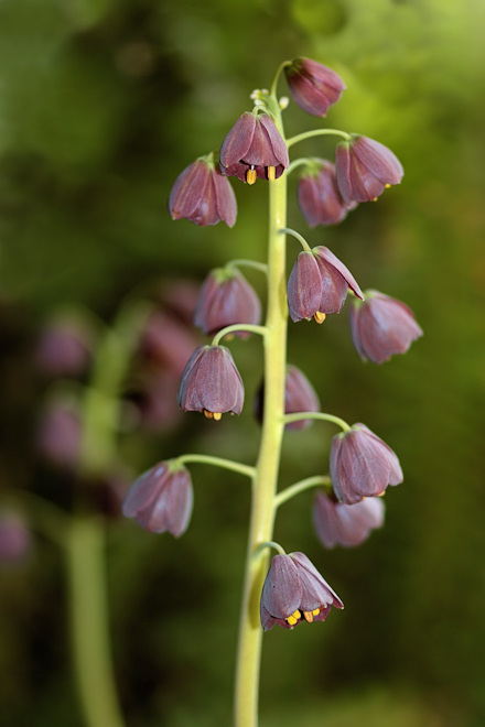 100405Fritillariabs.jpg