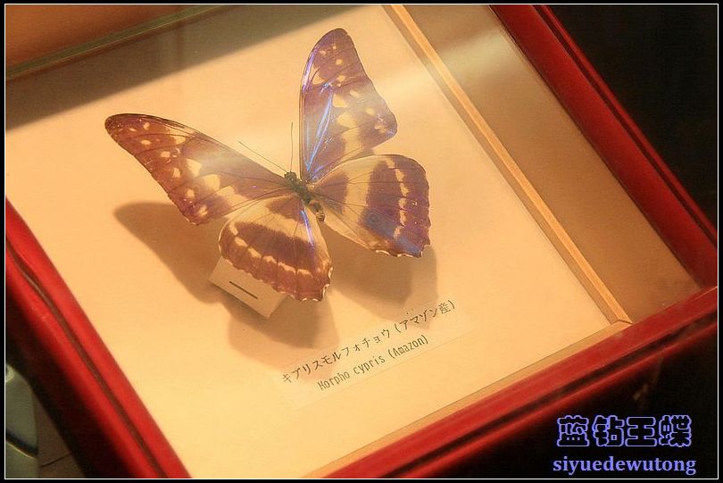 蝴蝶标本.JPG