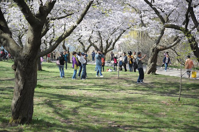 130506 serrulatabs.jpg