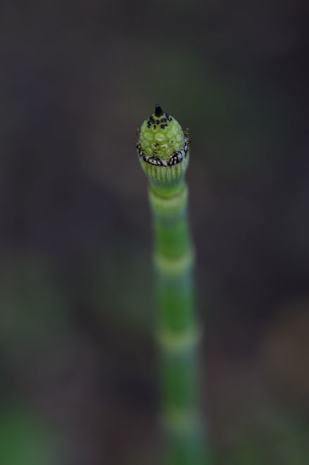 130619 Equisetumbs.jpg