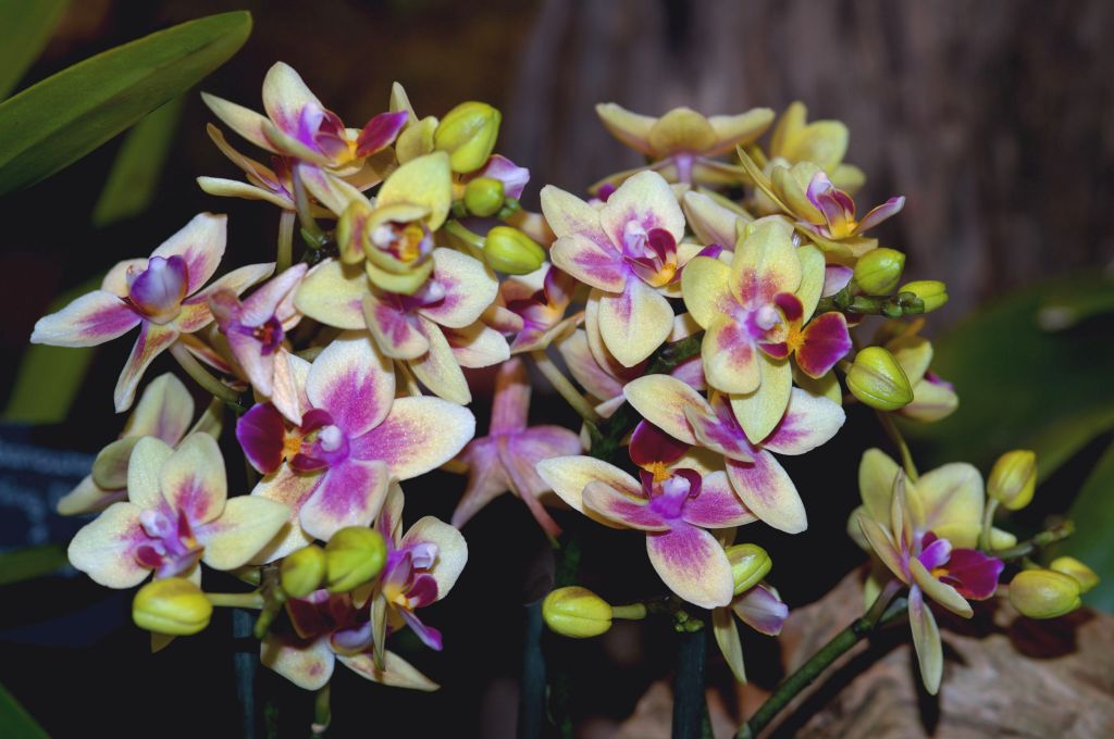 150224 orchidem.jpg