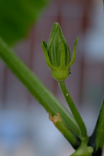 130716 spmelonas.jpg