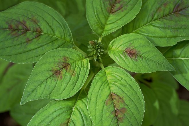 130721 vegetableas.jpg