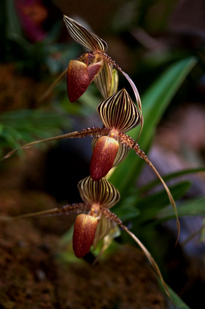 150222 orchiddm.jpg