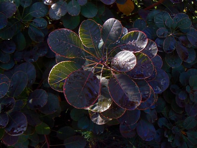 121029 sunshineas.jpg