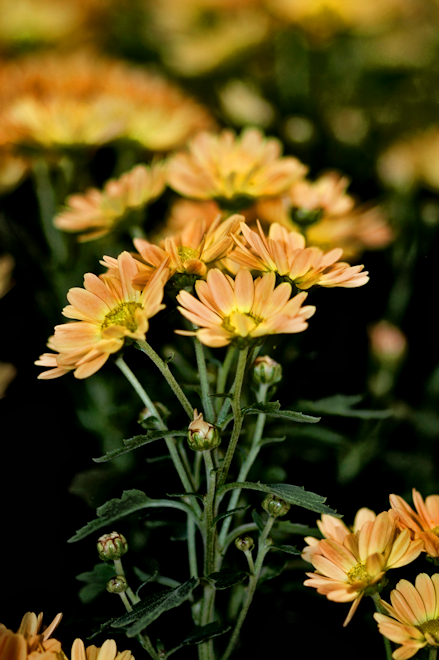 111030chrysanthemumGcs.png