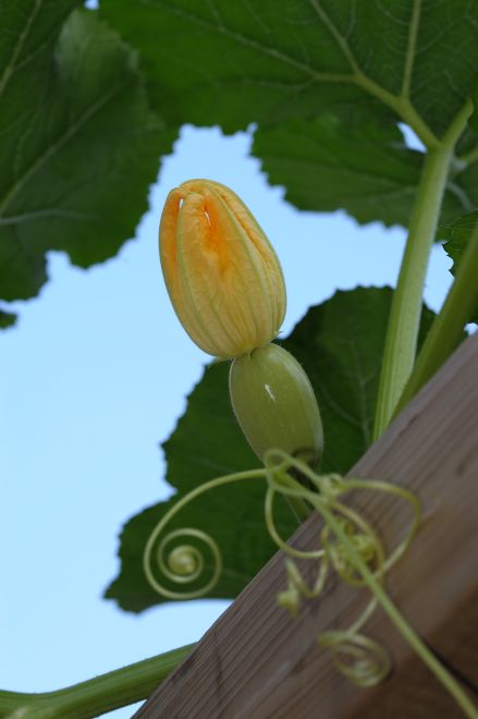 130716 spmeloncs.jpg