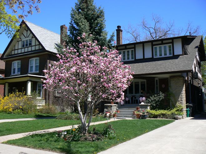 130505 magnoliaas.jpg