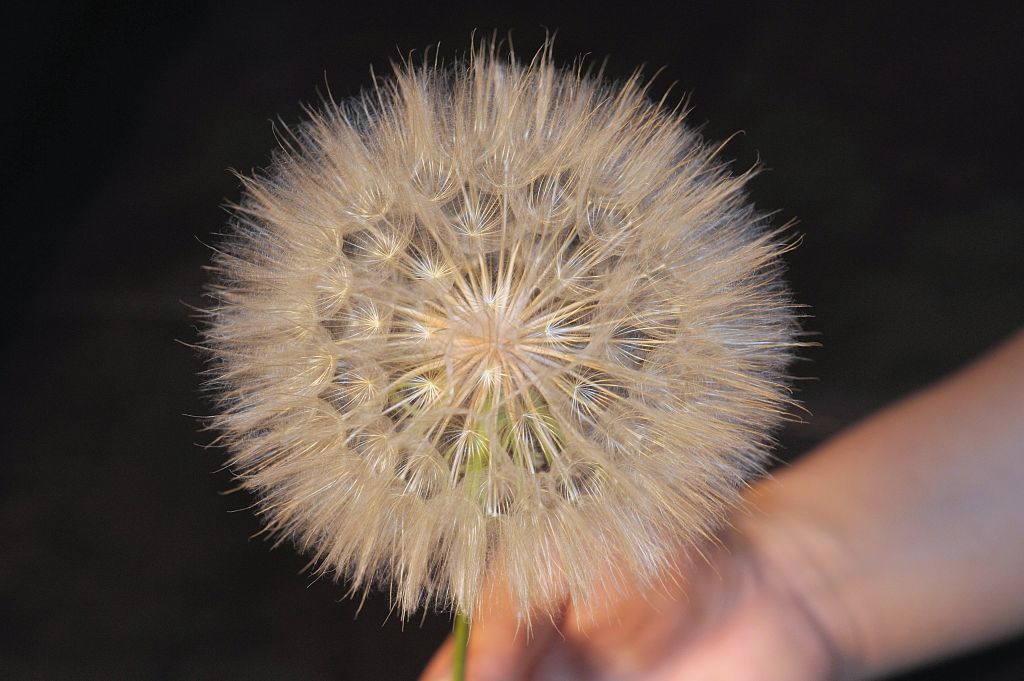 130620 Goatsbeardbs.jpg