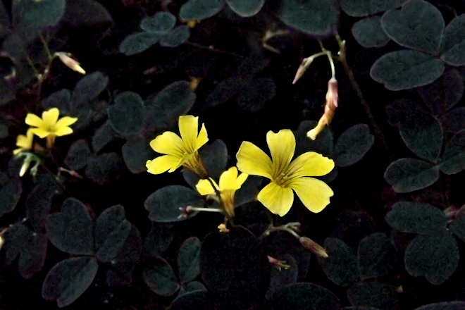 100523Oxalisbs.jpg