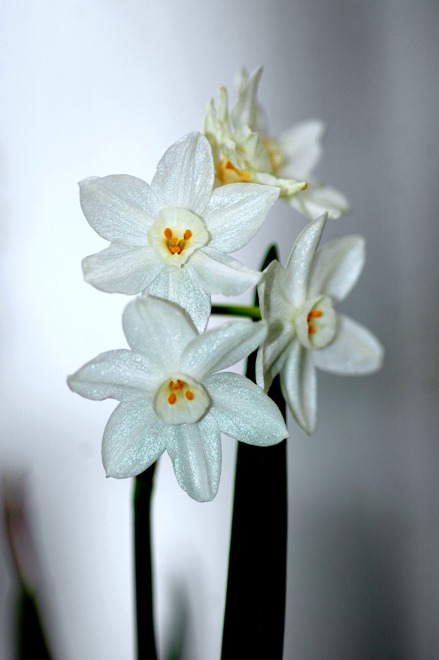 121230 daffodilas.jpg