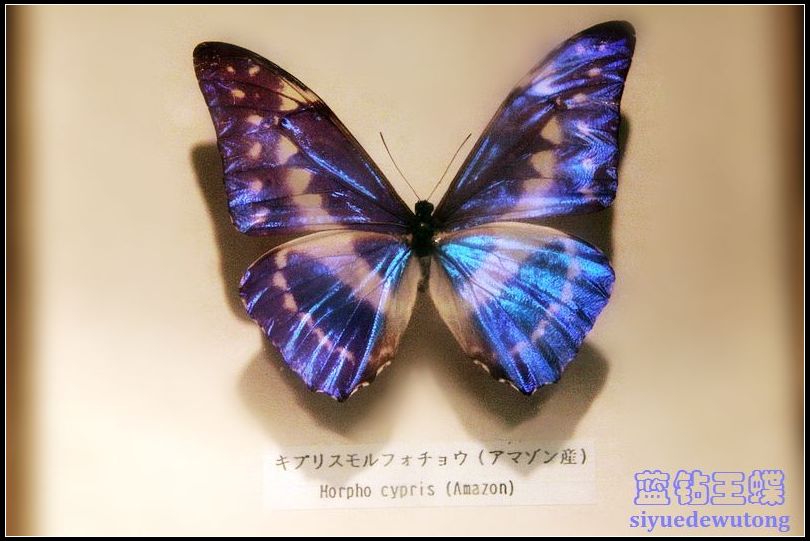 蝴蝶标本 (1).JPG