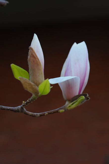 130503 magnoliabs.jpg
