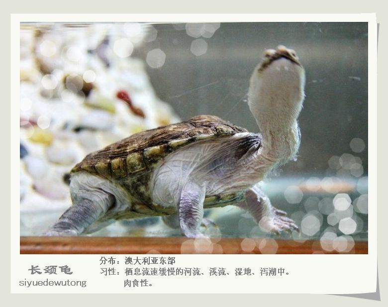 长颈龟.jpg