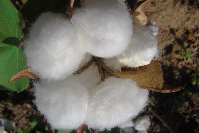 130103 cottonds.jpg