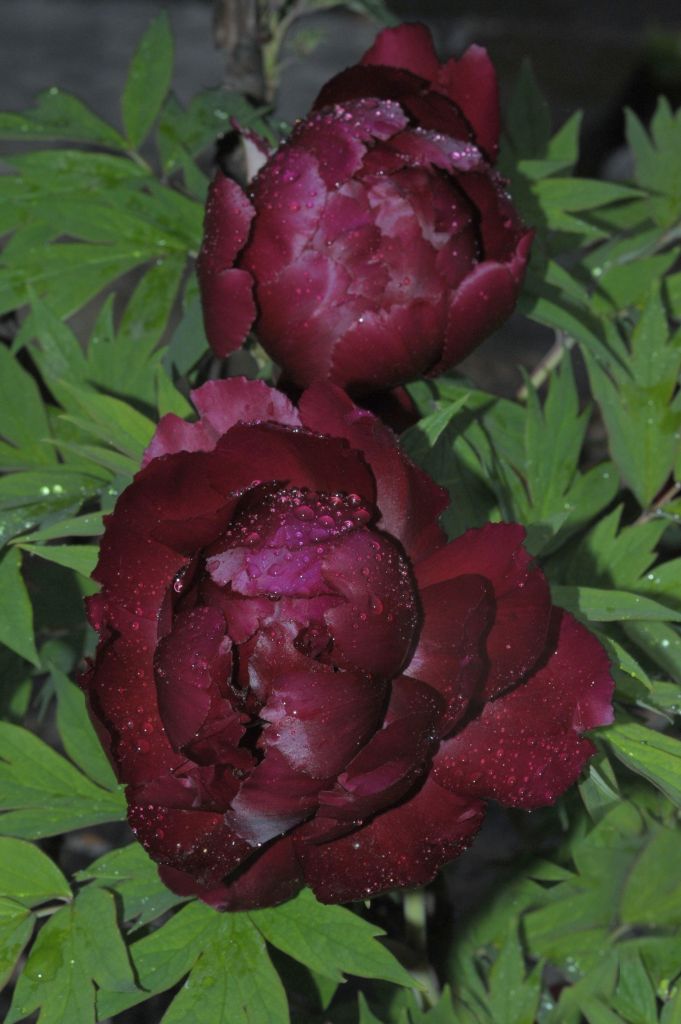 130528 peonyas.jpg