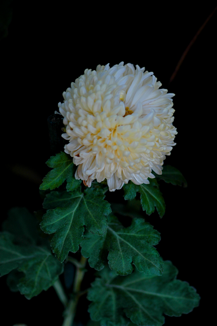 111109chrysanthemumTbs.png