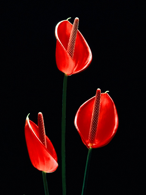100320boyflcs.jpg