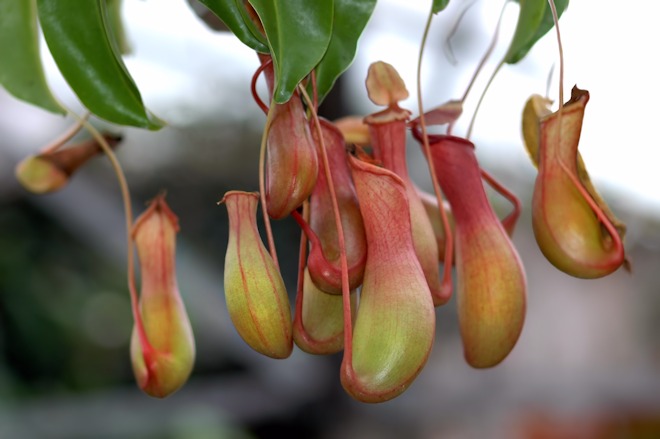 130119 Nepenthesas.jpg