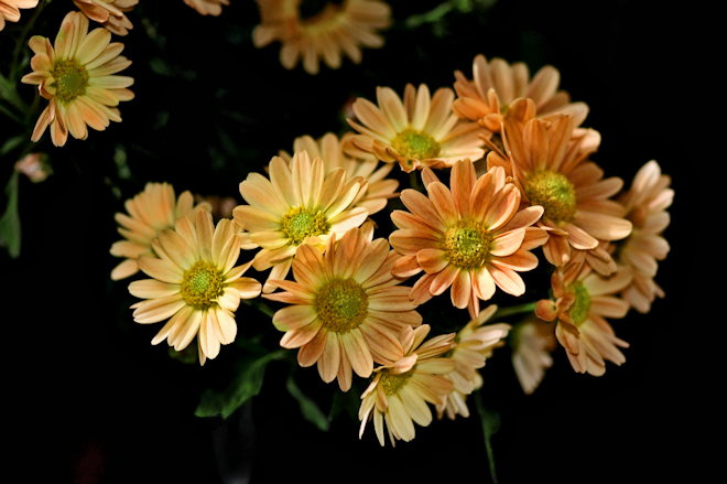 111030chrysanthemumGds.png