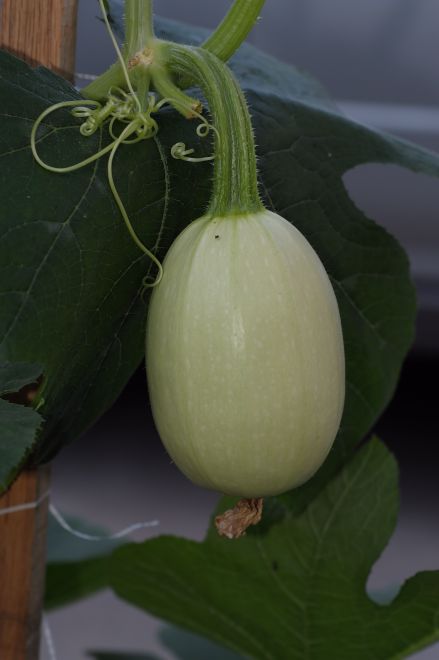 130716 spmelones.jpg