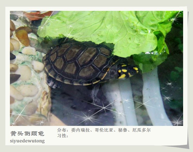 黄头侧颈龟.jpg
