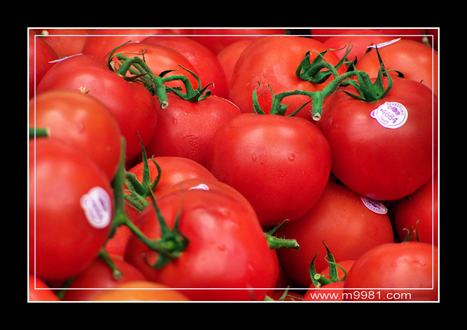 090925tomatoas.jpg