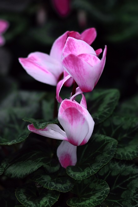 130106 cyclamenas.jpg