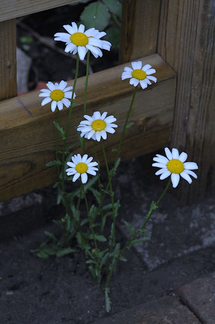 130605 wildmumbs.jpg