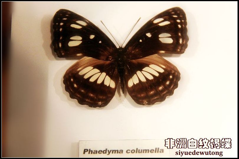 非洲白纹褐蝶.JPG