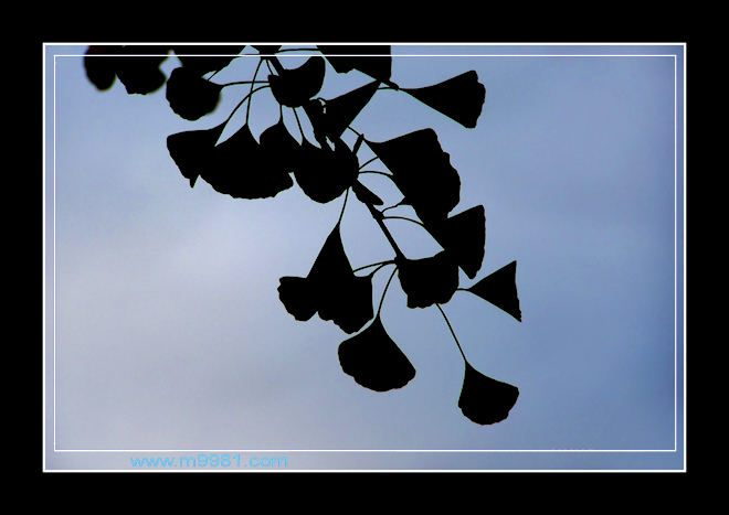 091003ginkgobs.jpg