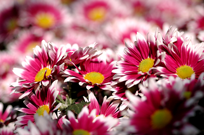 111114chrysanthemumYbs.png