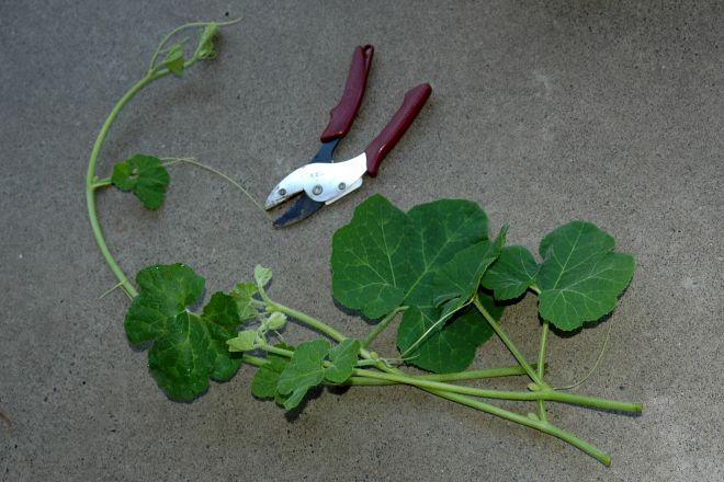 130714 spmeloncs.jpg