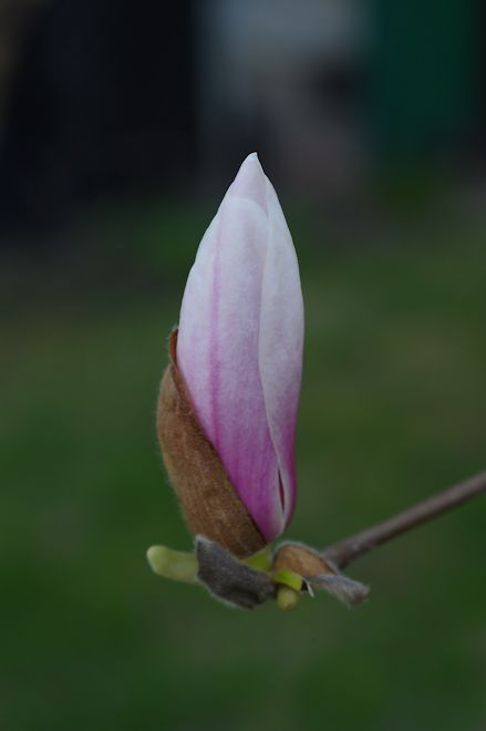 130503 magnoliacs.jpg