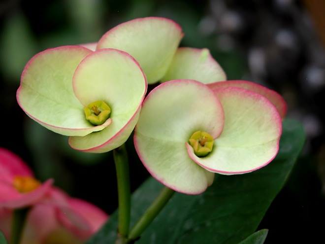 130113  tropicxcs.jpg