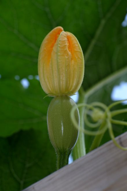 130716 spmelonds.jpg