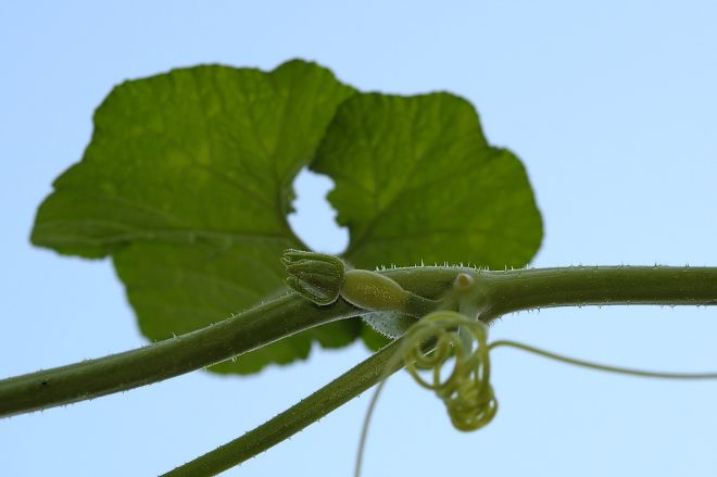 130716 spmelonbs.jpg