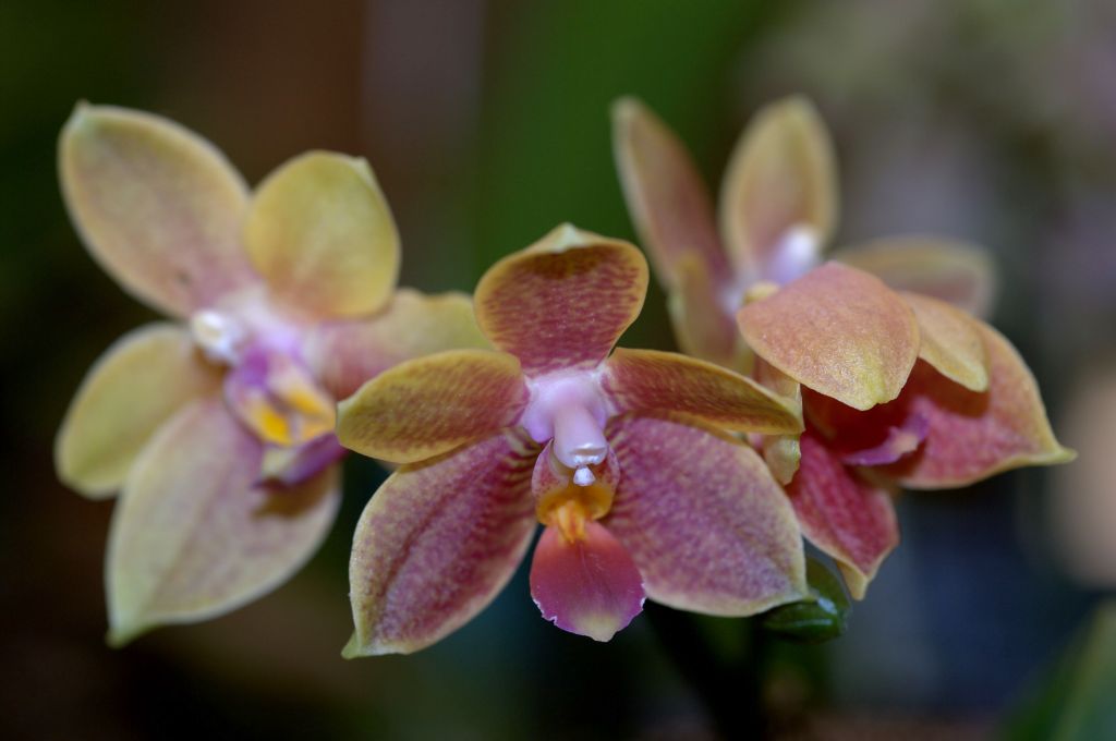 150224 orchiddm.jpg