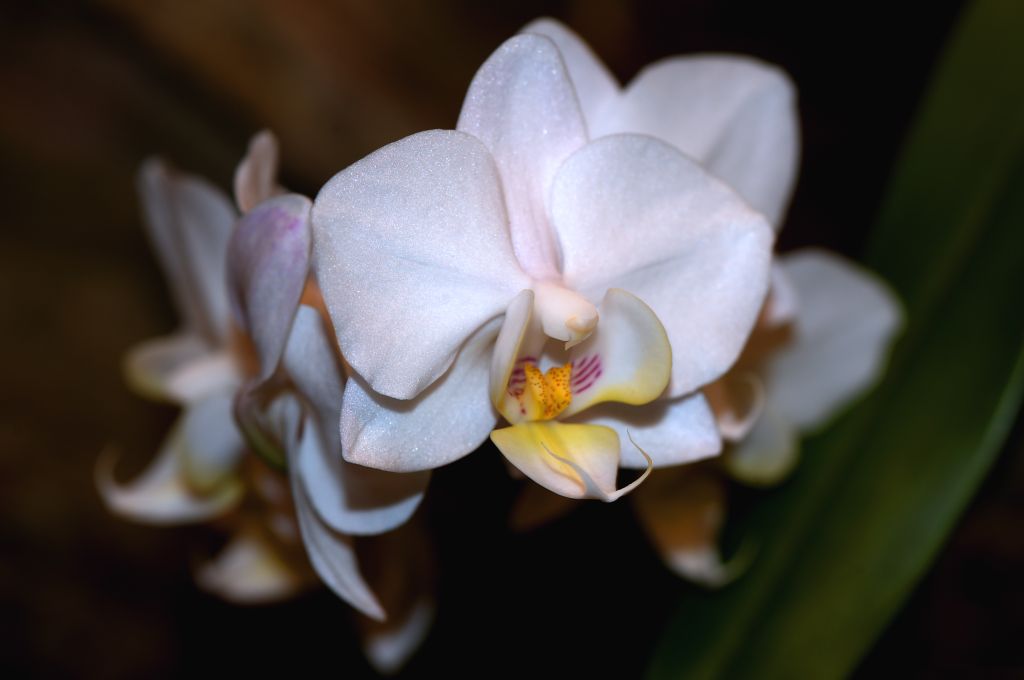 150223 orchidam.jpg