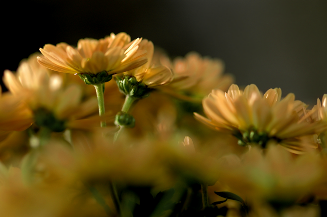 111030chrysanthemumGbs.png