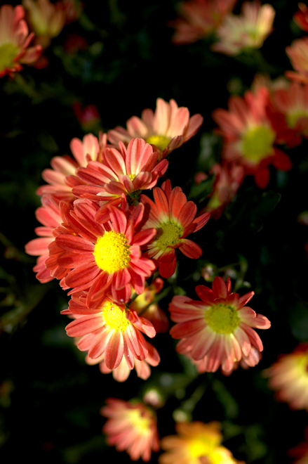 111029chrysanthemumDbs.png
