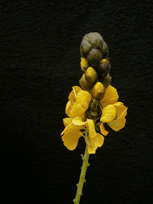 120216 flowersbs.jpg