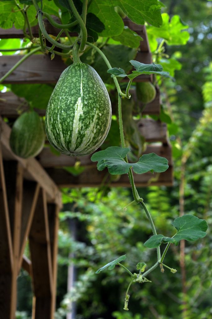 140217 4seasonsbm.jpg