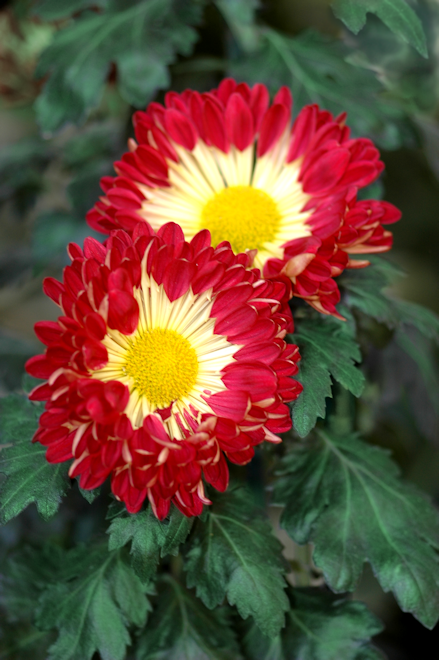 111030chrysanthemumFbs.png