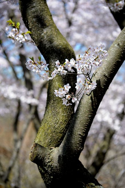 130506 serrulatafs.jpg