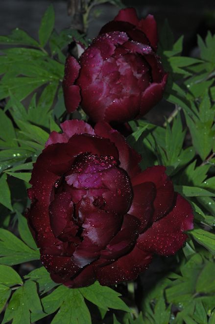 130528 peonyas.jpg