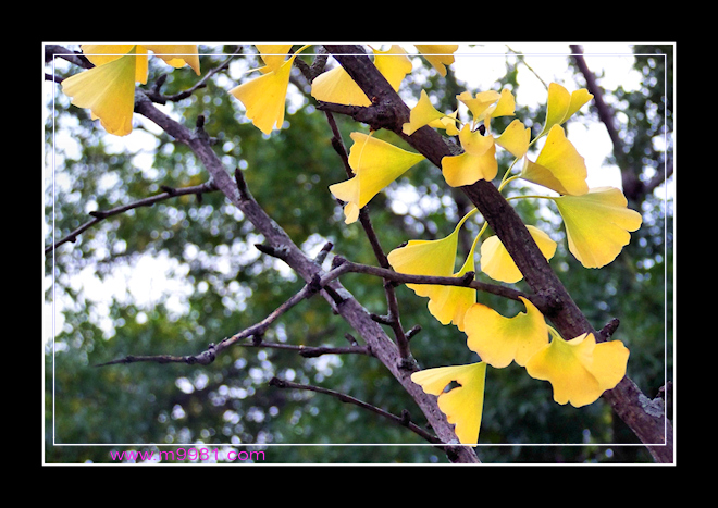 091003ginkgocs.jpg