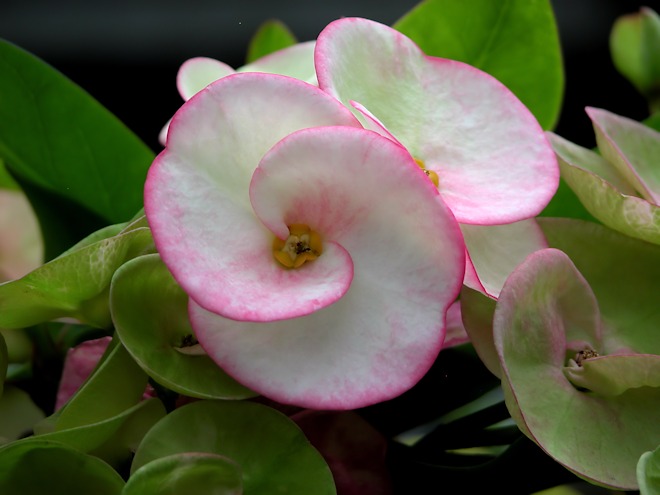 130113  tropicxbs.jpg